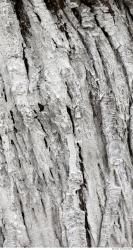 Photo Textures of Tree Bark